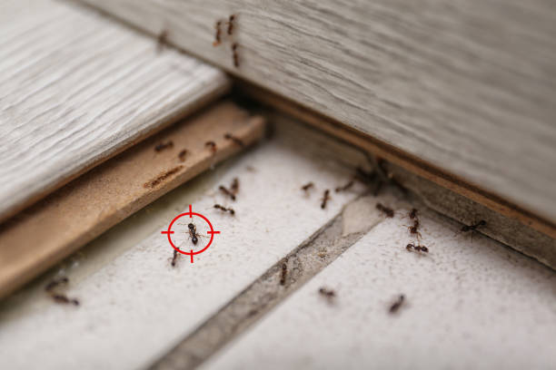 Best Affordable Pest Control Services  in Ware Shoals, SC