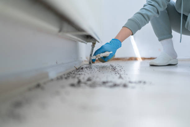 Best Spider Control Near Me  in Ware Shoals, SC